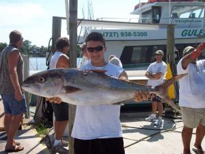 35lb Amberjack